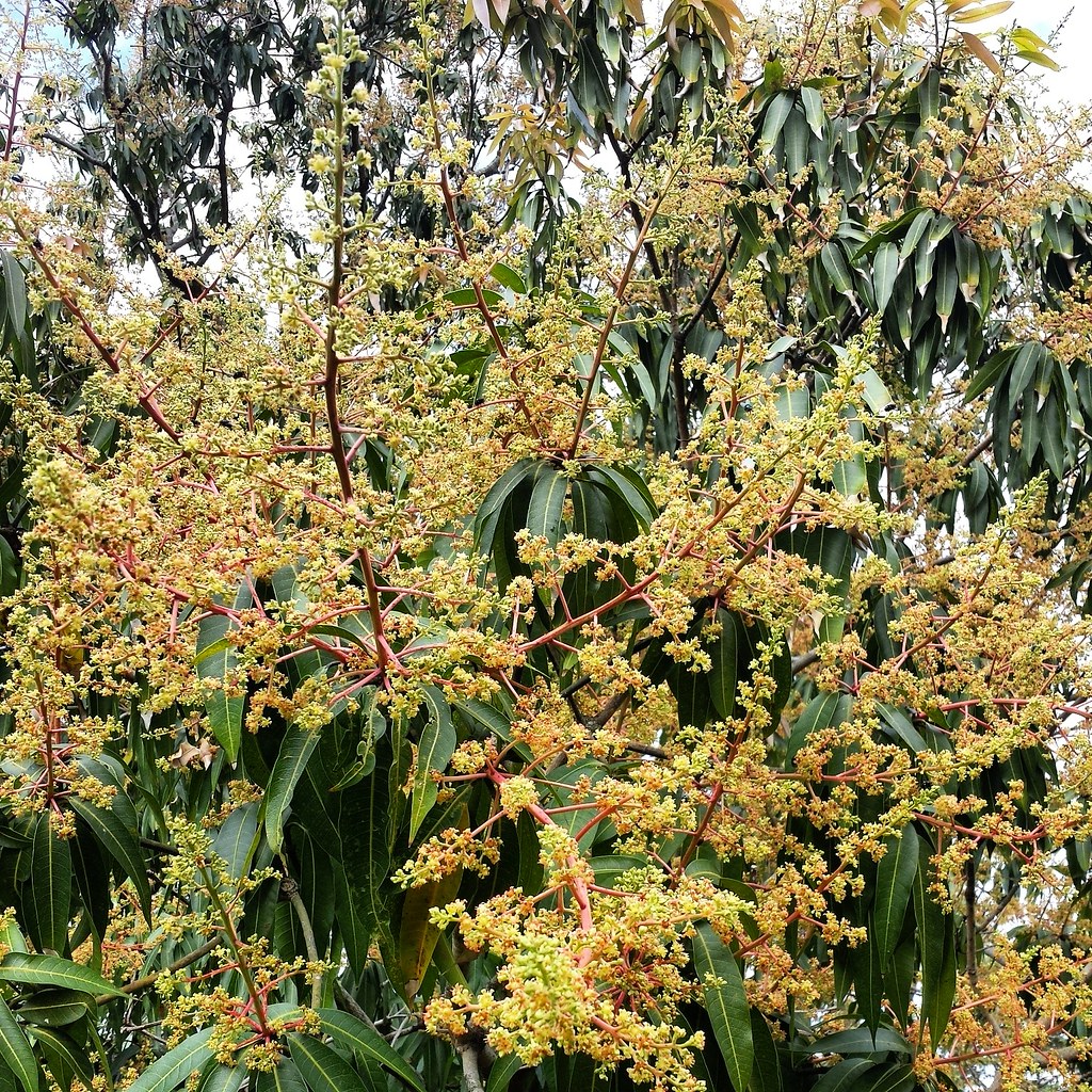 January mango flowers
