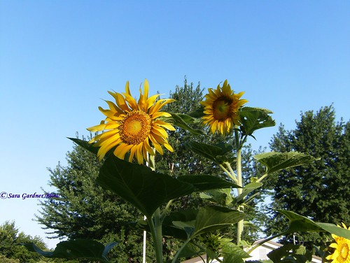 sunflowers sunflower variety