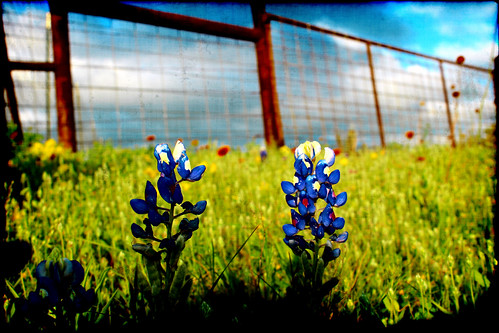 adayinthesun day week life sun solar flower nature eden flora texas wildflower bluebonnet spring art photography groovyal