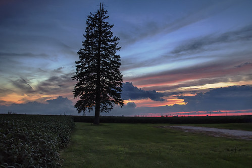 mcdonoughcounty illinois il tree pine soybean field beans sunset beautiful country countryside rural agriculture landscape scene scenery stevefrazierphotography summer august bluehour twilight