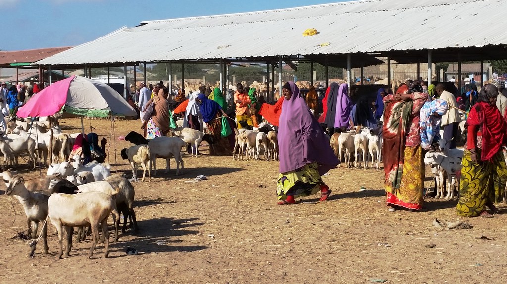 Hargeisa livestock market buying and selling