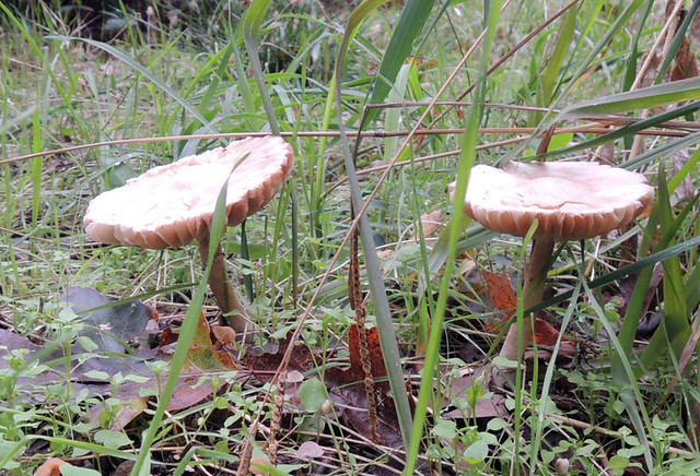 mushrooms_03