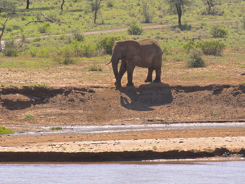 Safari en Samburu: Jirafas, Elefantes, Leones, Guepardos y muchísimos pájaros - 12 días de Safari en Kenia: Jambo bwana (38)