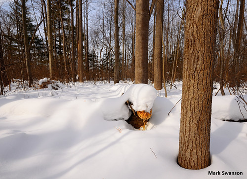 winter snow tree nature weather forest landscape woods nikon hiking michigan wide scenic sigma trail 1020mm d5100