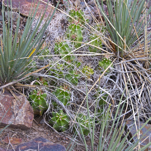 cactus 0005  Orient Land Trust, Colorado, USA