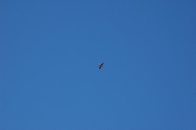 Red-tailed hawk soaring