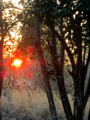 trees sunset tree evening nc dusk northcarolina settingsun lumberton redsun orangesun