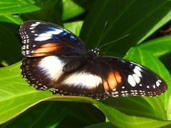 Female butterfly cairns Varied Eggfly