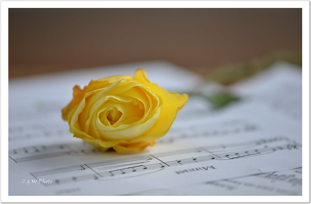 Yellow Rose in Bach
