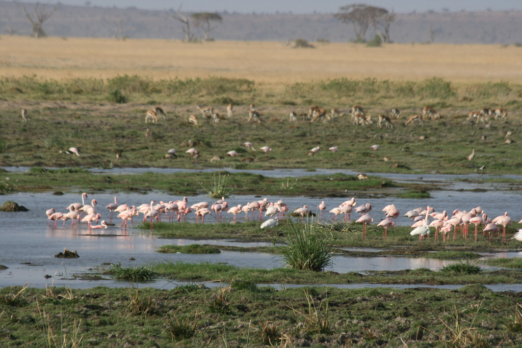 AMBOSELI I - MEMORIAS DE KENIA 14 días de Safari (15)