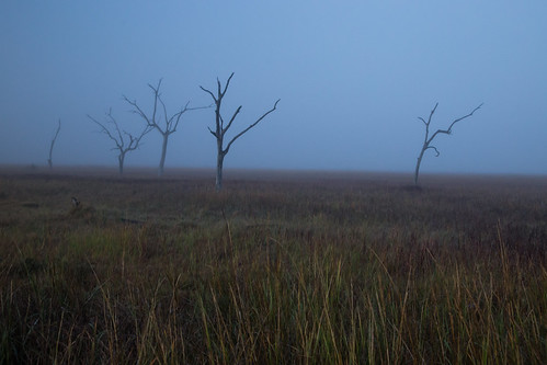 trees fog canon louisiana coastal wetlands marsh gulfcoast lafourcheparish goldenmeadow canon6d ilobsterit