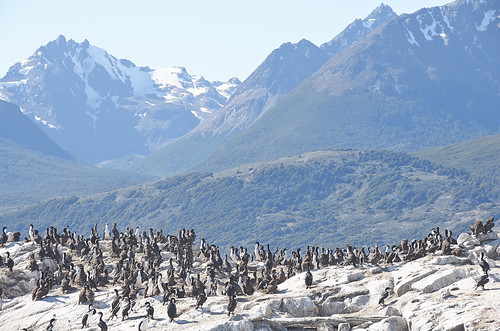 【写真】2015 世界一周 : ビーグル水道（ペンギン生息地まで）/2015-01-24/PICT8776