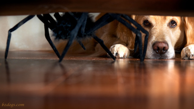The Thing Under The Sofa
