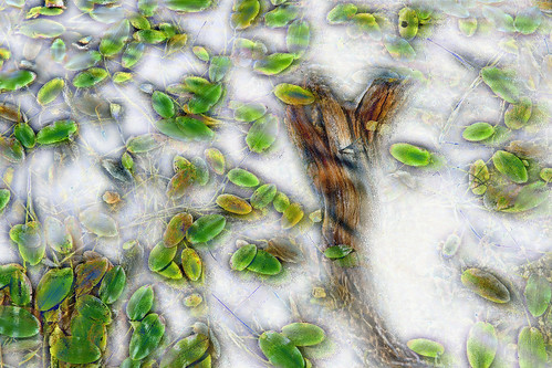 abstract water leaves lithuania vilnius lietuva balžislake