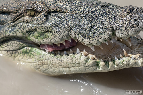 eye animal river jumping wildlife teeth alligator australia darwin eat crocodile predator northernterritory
