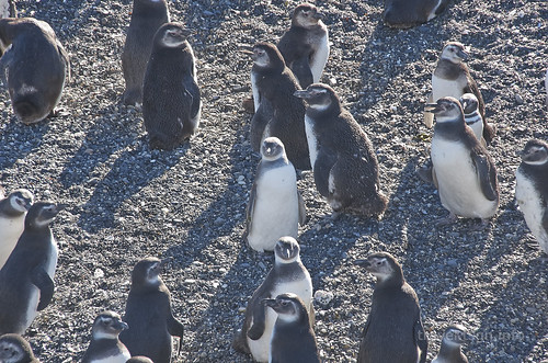 【写真】2015 世界一周 : ビーグル水道（ペンギン生息地）/2018-10-19/PICT8812