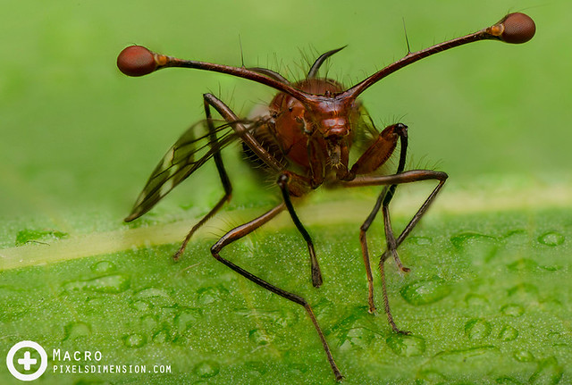 Stalk-Eyed Fly (Teleopsis sp. ♂)