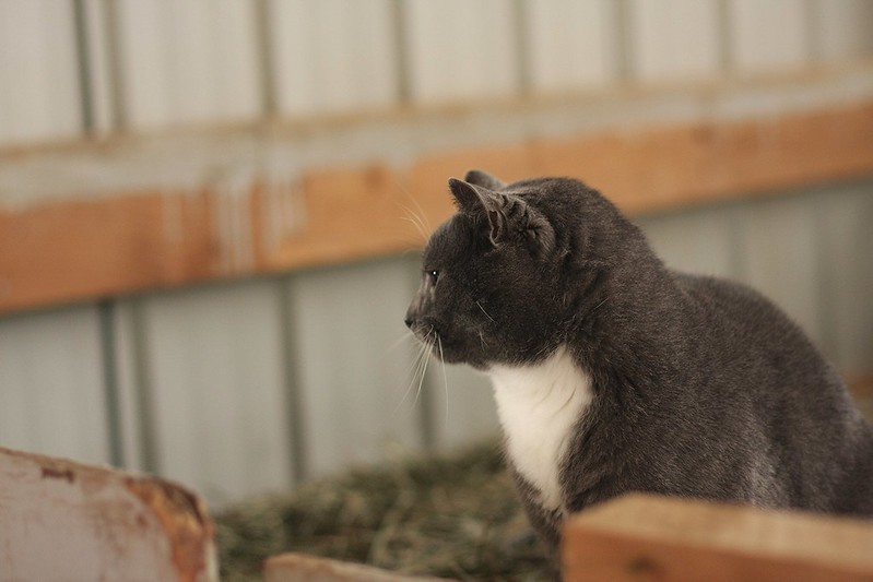 Chester the barn cat