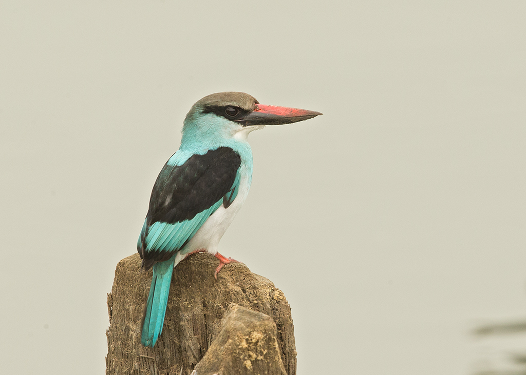 Blue-breasted Kingfisher  Gambia