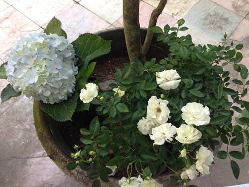 white roses and hydrangea from Tagaytay