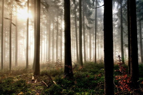 autumn trees mist tree misty fog forest nebel herbst sonne wald bäume baum