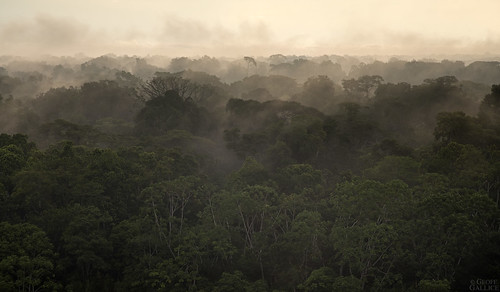 sunset mist peru amazon rainforest canopy madrededios cicra losamigosbiologicalstation