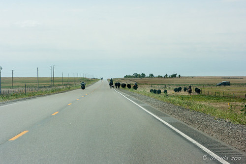 usa southdakota cowboy cattle sd roadway