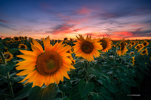 sunflowers sunset sky bluehour tournesol auvergne nisi longexposure
