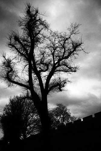 york uk england sky bw white black tree muro tower leaves silhouette wall foglie clouds noir nuvole torre unitedkingdom bn mura albero bianco blanc nero regnounito inghilterra thebbp