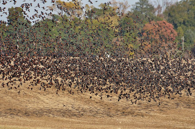 A flock of migrating birds at Chippokes State Park, Virginia