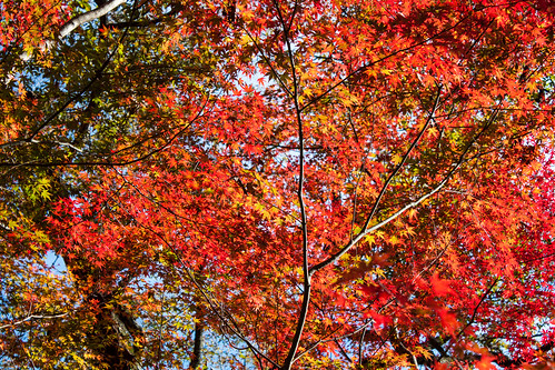 Autumn leaves (紅葉)