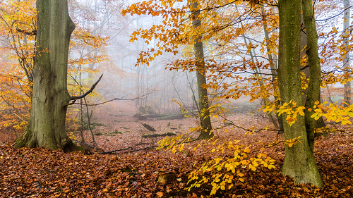 autumn woods herbst wald beech buchen wohldorf