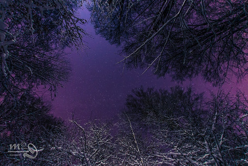 trees winter sky snow night stars nightscapephotography