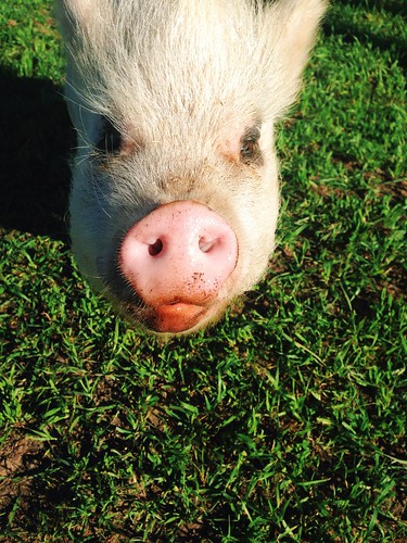 ranch rescue pig vegan texas blackbeauty animalsanctuary murchison hsus