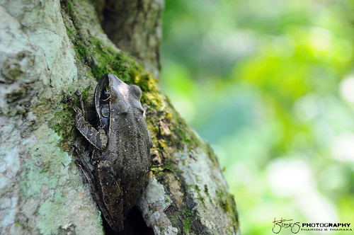 tree nikon wildlife frogs srilanka d90 nikond90 spottedtree