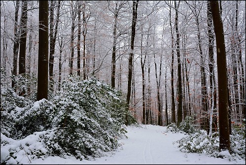 trees winter snow forest nikon contemporary hiver sigma arbres neige d7100 foréts 1770f284dcoshsmc