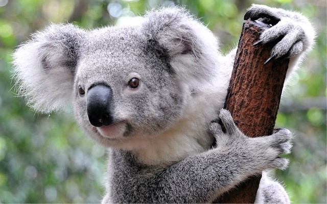 1_koala.jpg