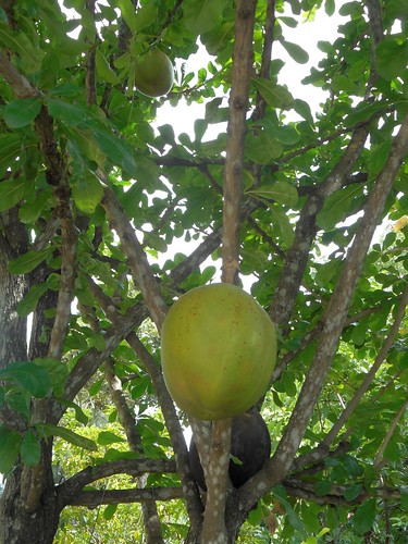plants fruit trees green bignoniaceae thailand lampang gourd