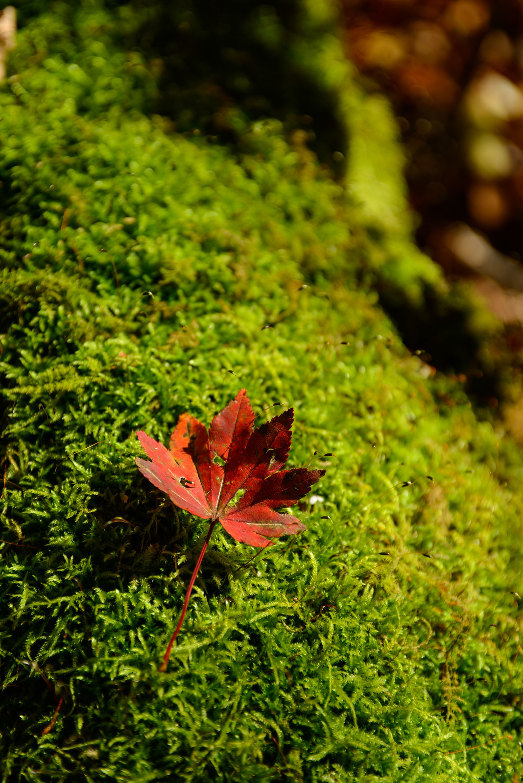 福井 刈込池で秋を撮る。