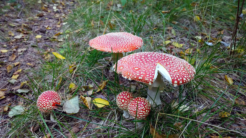 Autumn 2014 - mushroom