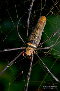 Golden orb web spider (Nephila pilipes) - DSC_1598