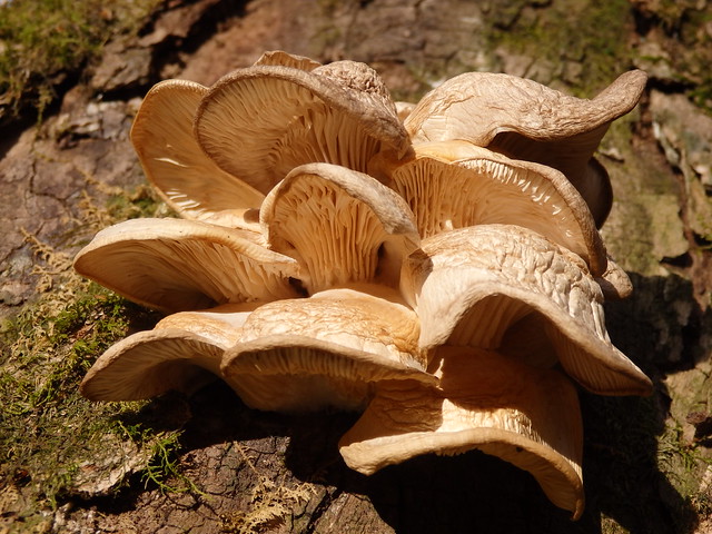 possibly Pleurotus ostreatus (oyster mushroom)