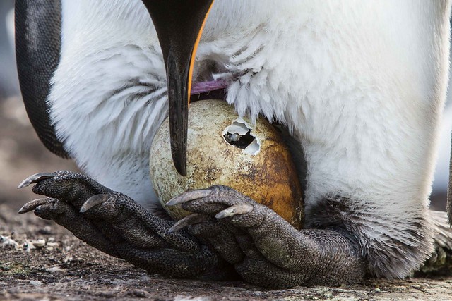 King Penguin hatching