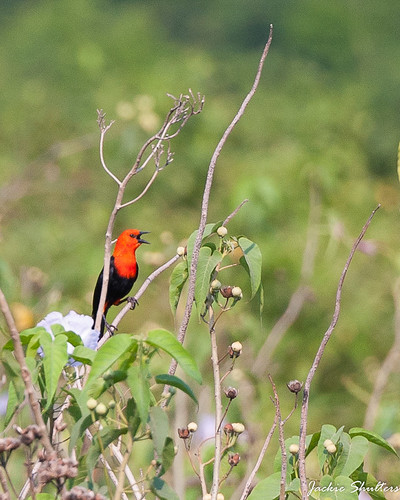 Scarlet-headed Blackbird - male