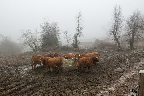 Cattle in de mud 2015