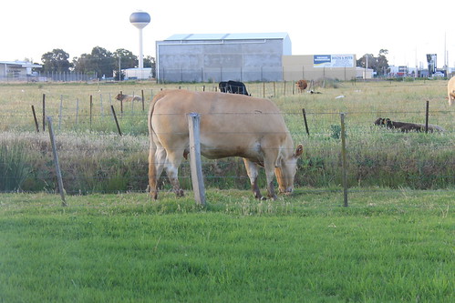 cows shepparton