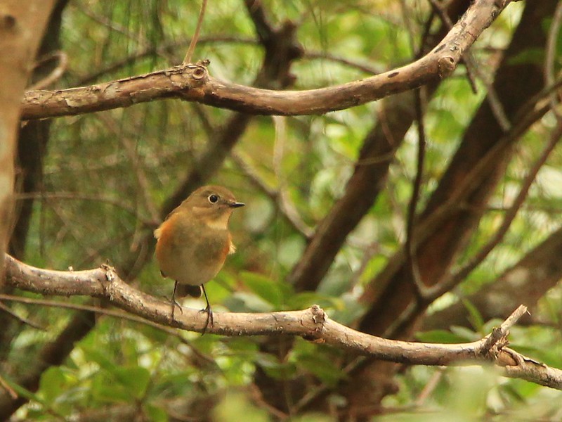 IMG_7762 藍尾鴝 母鳥 Red-flanked Bluetail