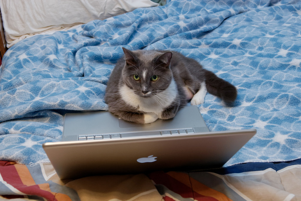 Our cat Templeton rests on my Powerbook