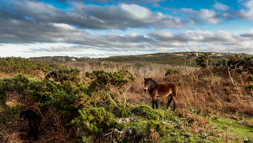 horses pets nature landscape normandie paysage animaux pferde normandy calvados chevaux cherbourg bassenormandie capdelahague maupertussurmer presquîleducotentin casioexfh25
