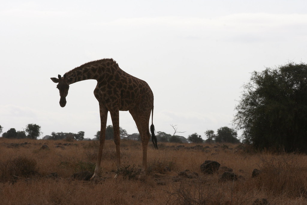AMBOSELI II - MEMORIAS DE KENIA 14 días de Safari (38)